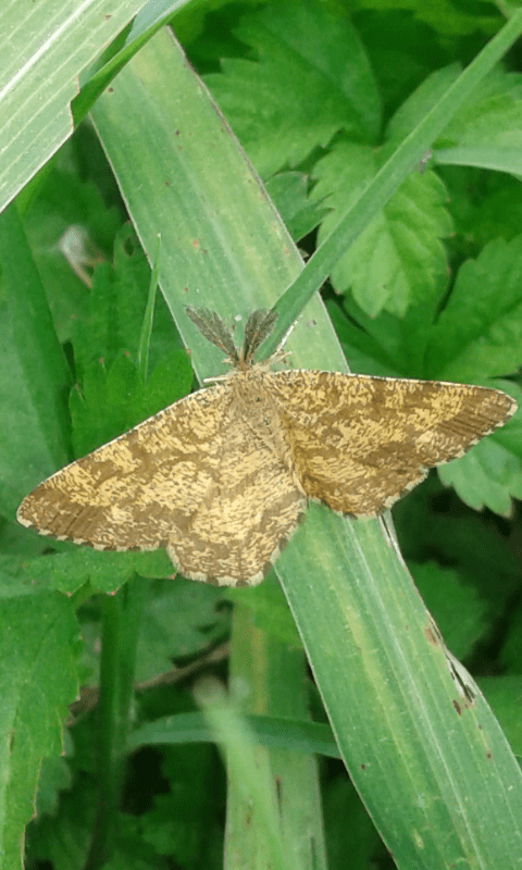 Ematurga atomaria (Geometridae)?